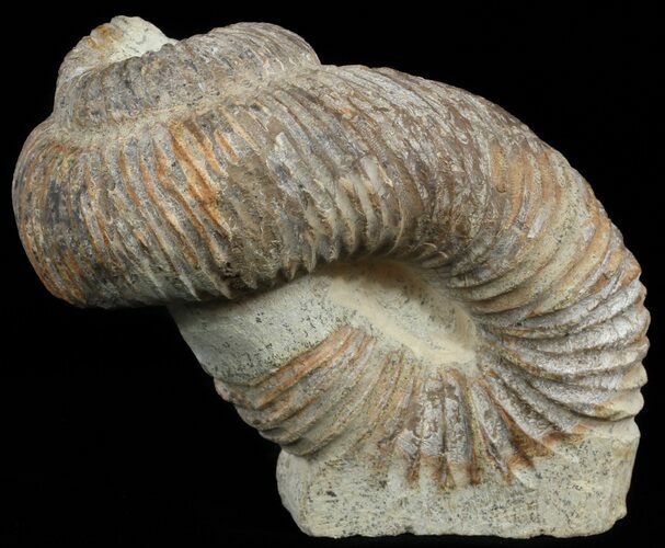 Really Cool Heteromorph (Nostoceras) Ammonite - Madagascar #51311